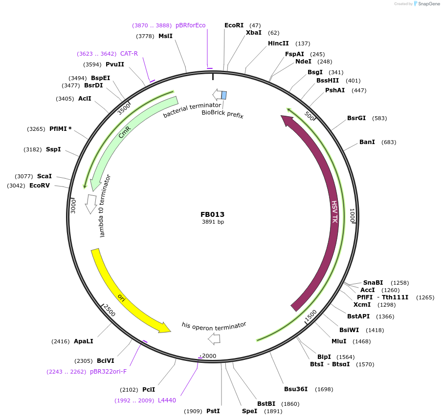 119710-plasmid-map-sequence-id-237145