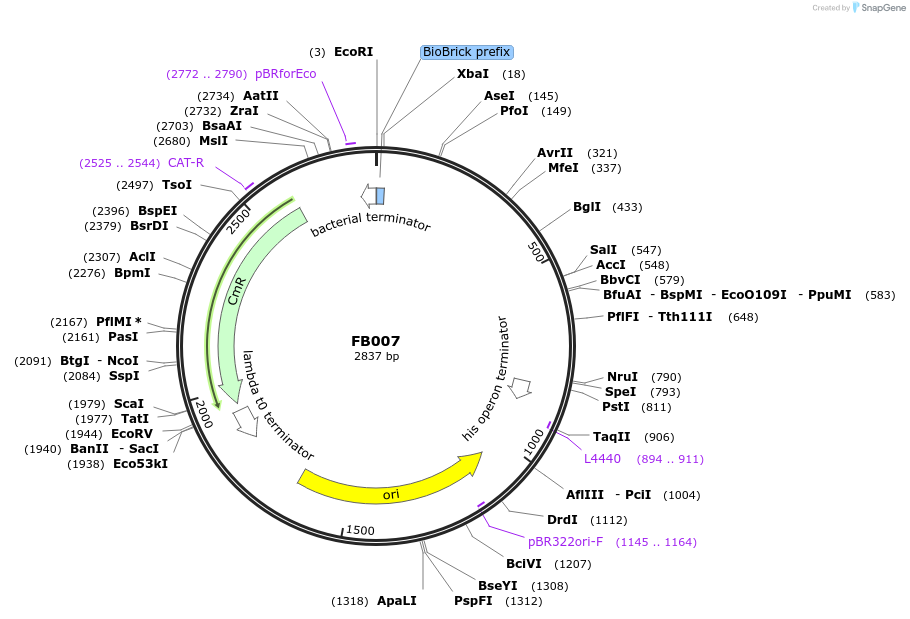 119705-plasmid-map-sequence-id-237147