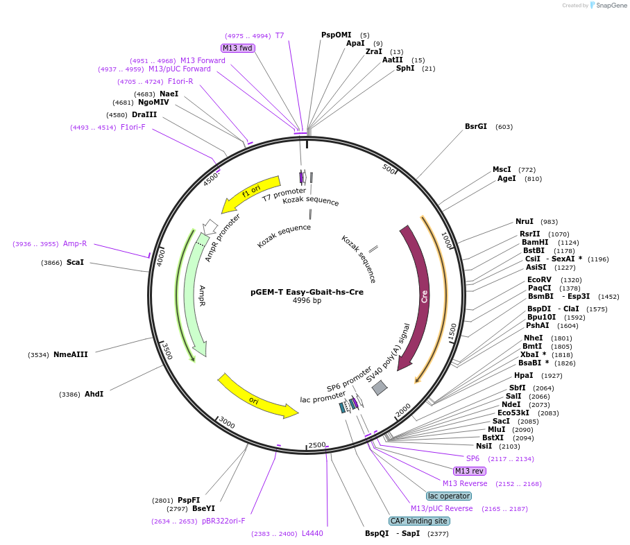 122562-plasmid-map-sequence-id-237148