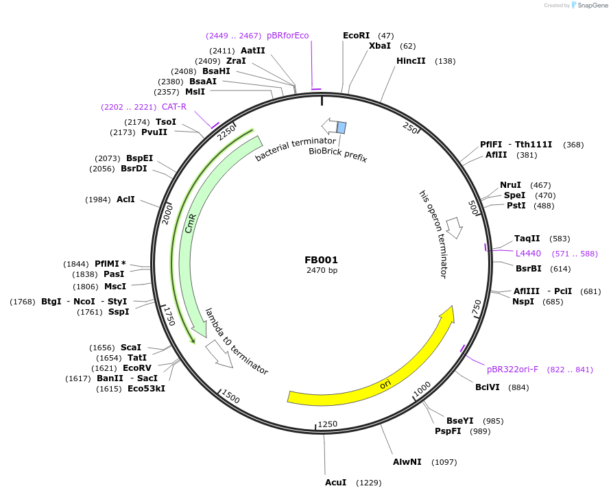119057-plasmid-map-sequence-id-237151