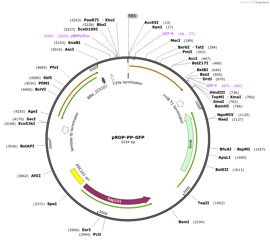 122135-plasmid-map-sequence-id-237159