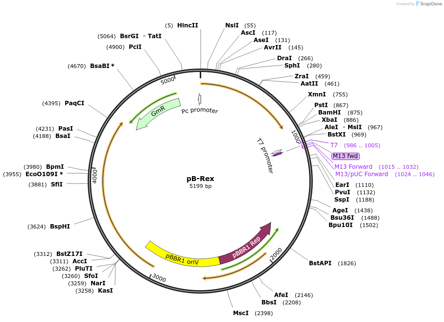122134-plasmid-map-sequence-id-237162