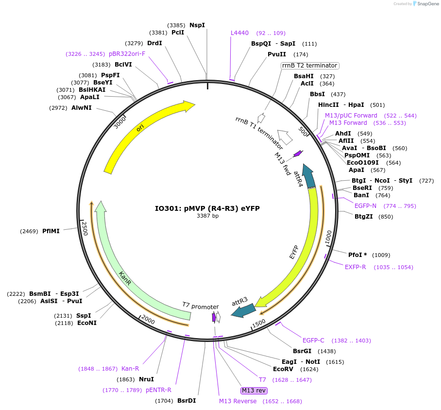 121736-plasmid-map-sequence-id-237163