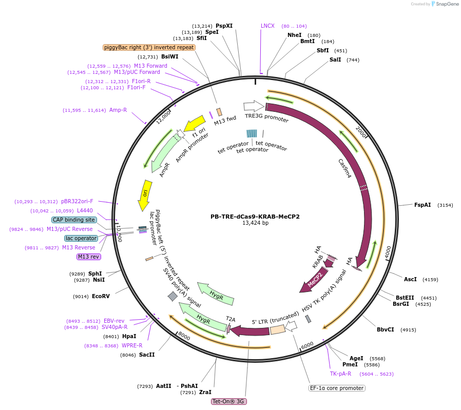 122267-plasmid-map-sequence-id-237166