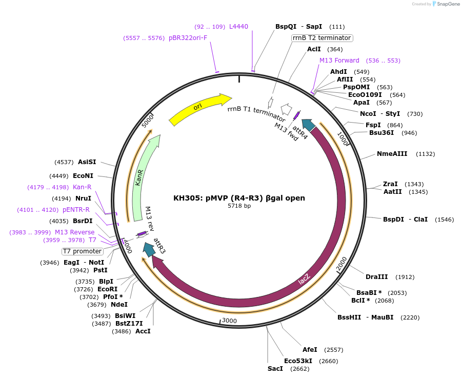 121739-plasmid-map-sequence-id-237170