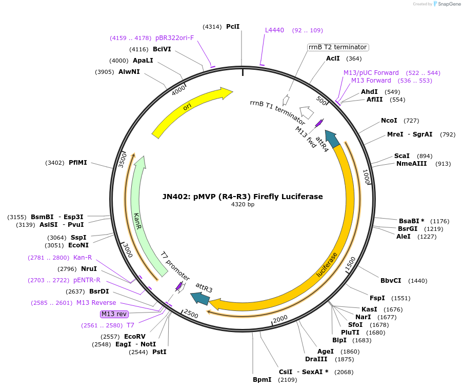 121741-plasmid-map-sequence-id-237172