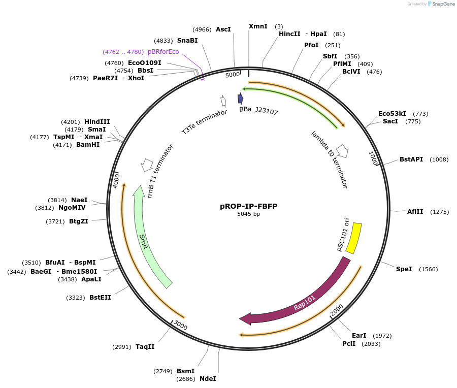 122138-plasmid-map-sequence-id-237175