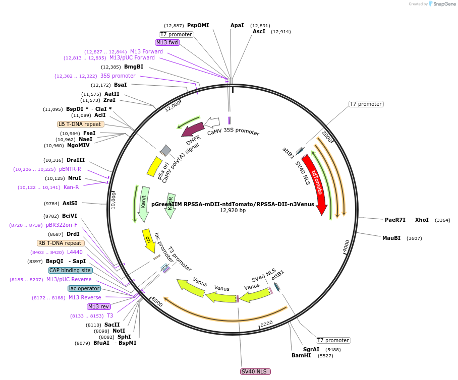 61629-plasmid-map-sequence-id-237176