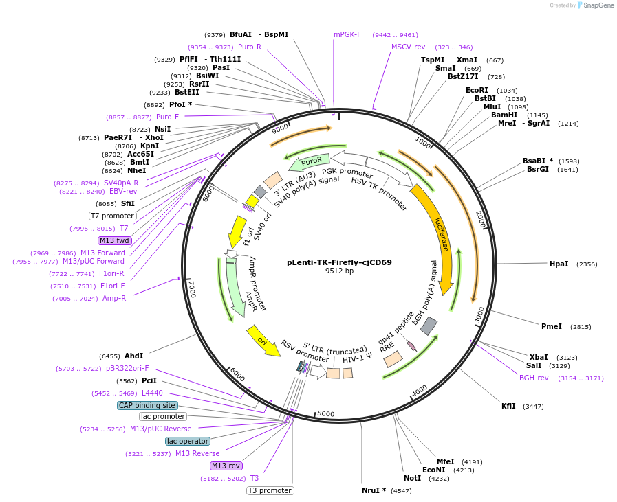122279-plasmid-map-sequence-id-237179