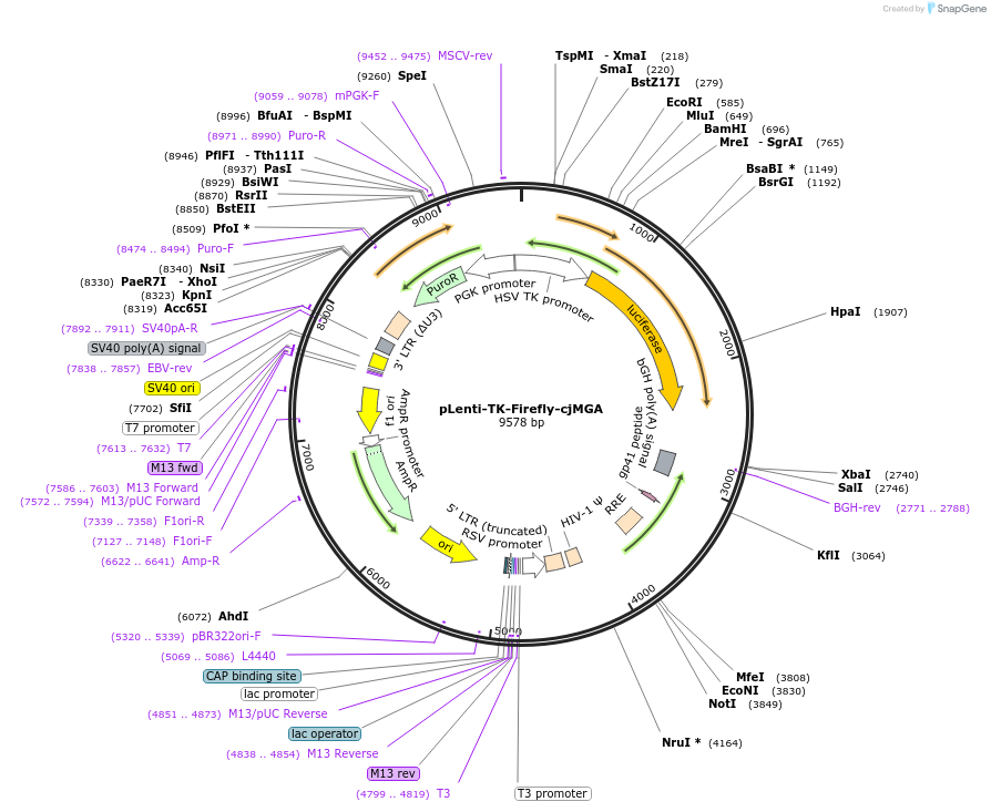 122280-plasmid-map-sequence-id-237180