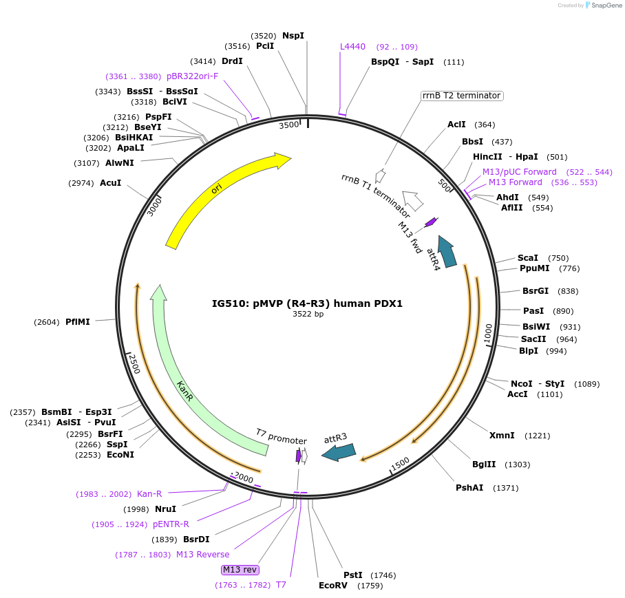 121744-plasmid-map-sequence-id-237181