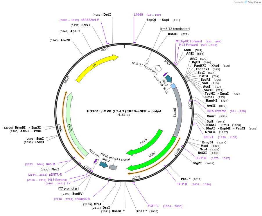 121747-plasmid-map-sequence-id-237185