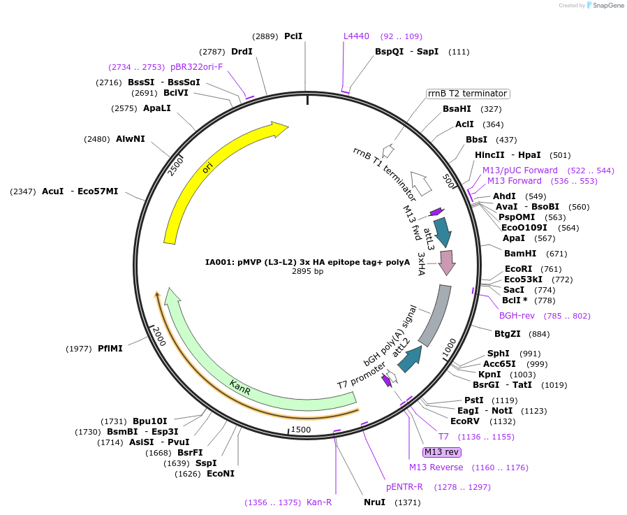121750-plasmid-map-sequence-id-237188