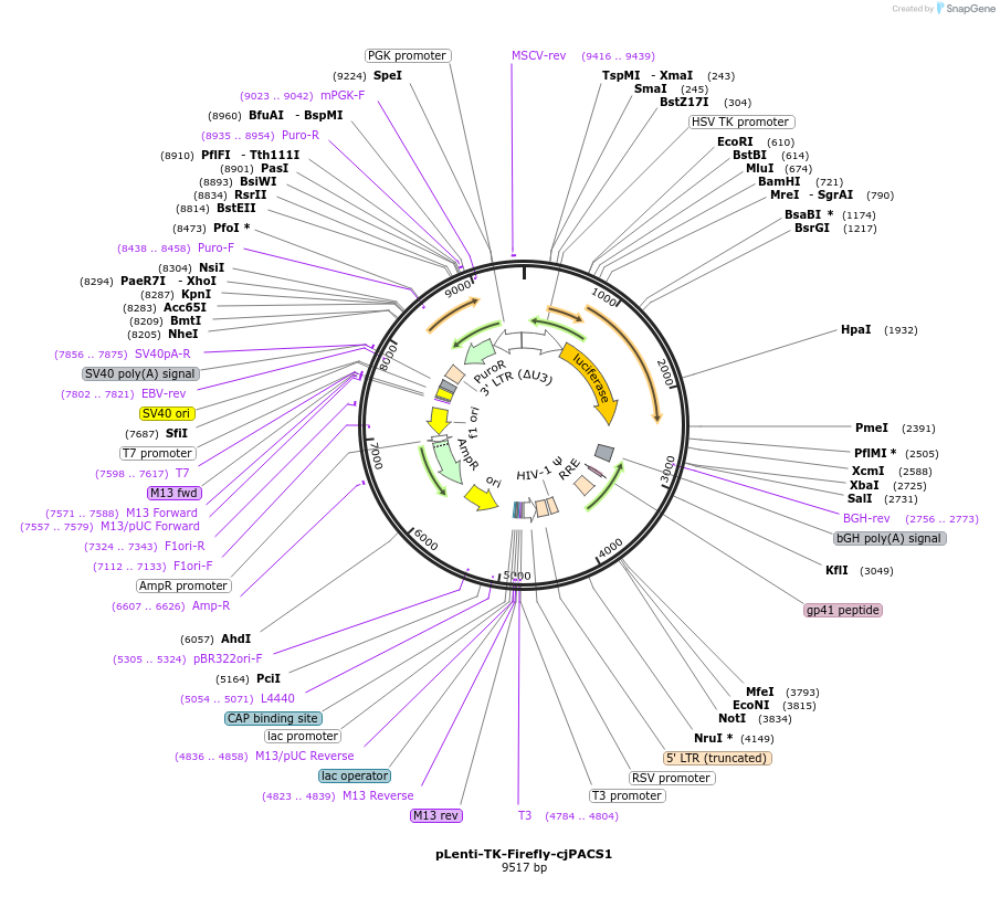 122281-plasmid-map-sequence-id-237189