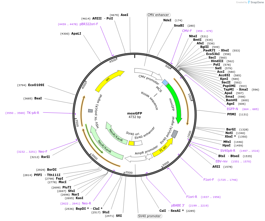 68070-plasmid-map-sequence-id-237223
