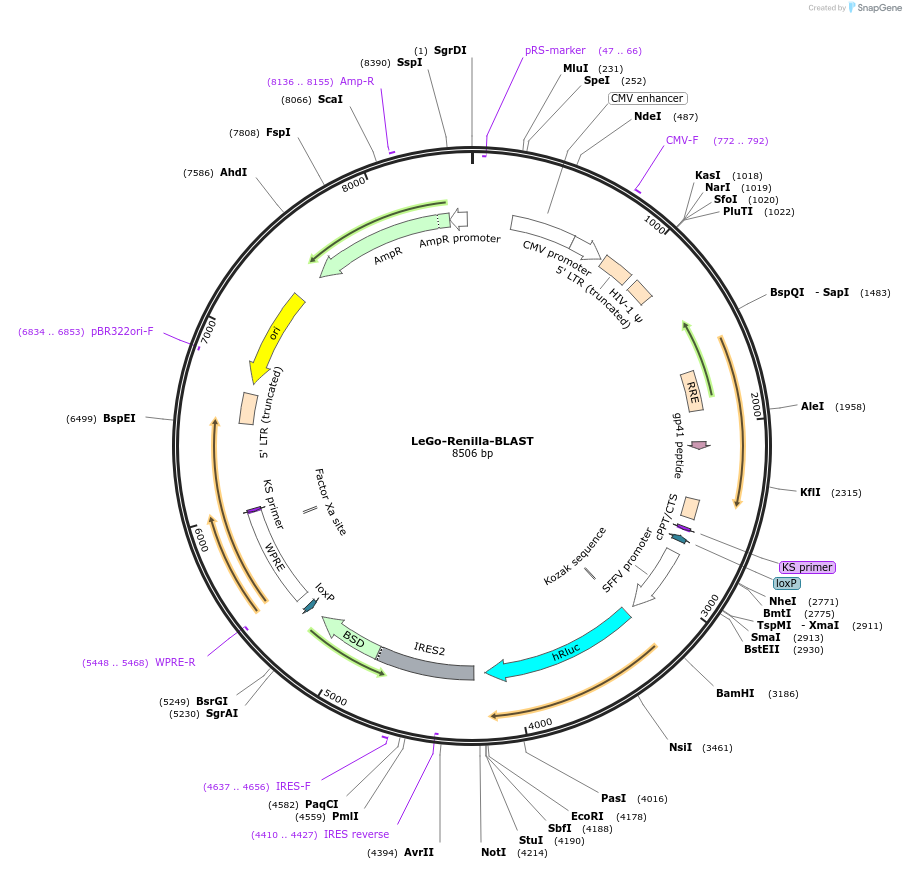 122276-plasmid-map-sequence-id-237229