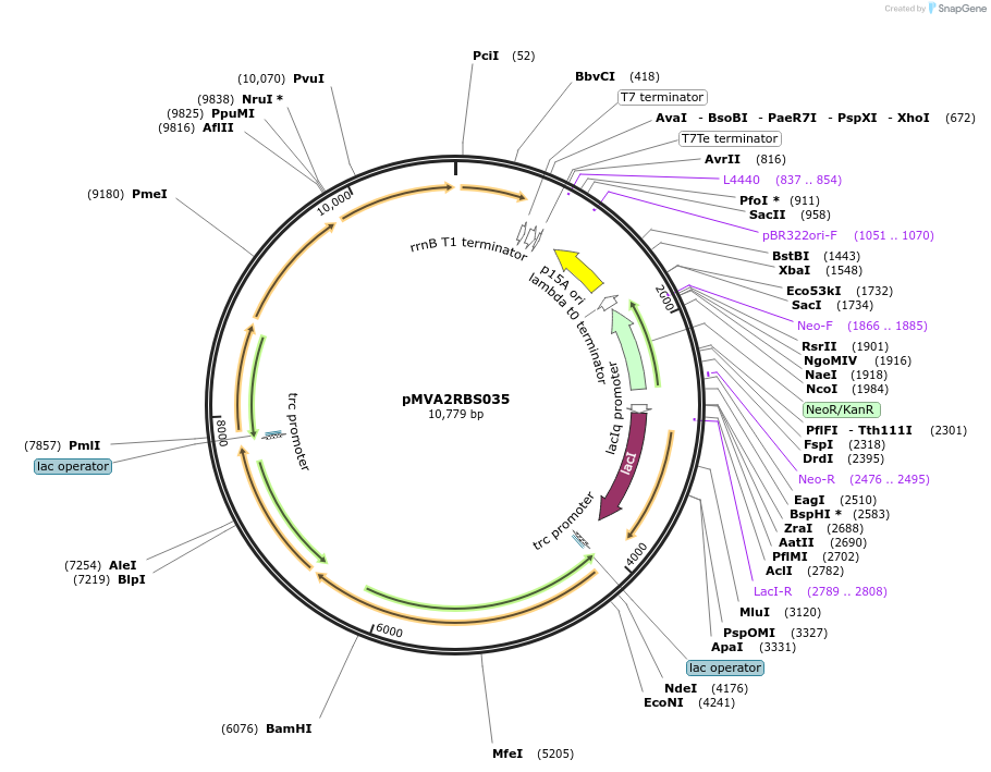 121051-plasmid-map-sequence-id-237230