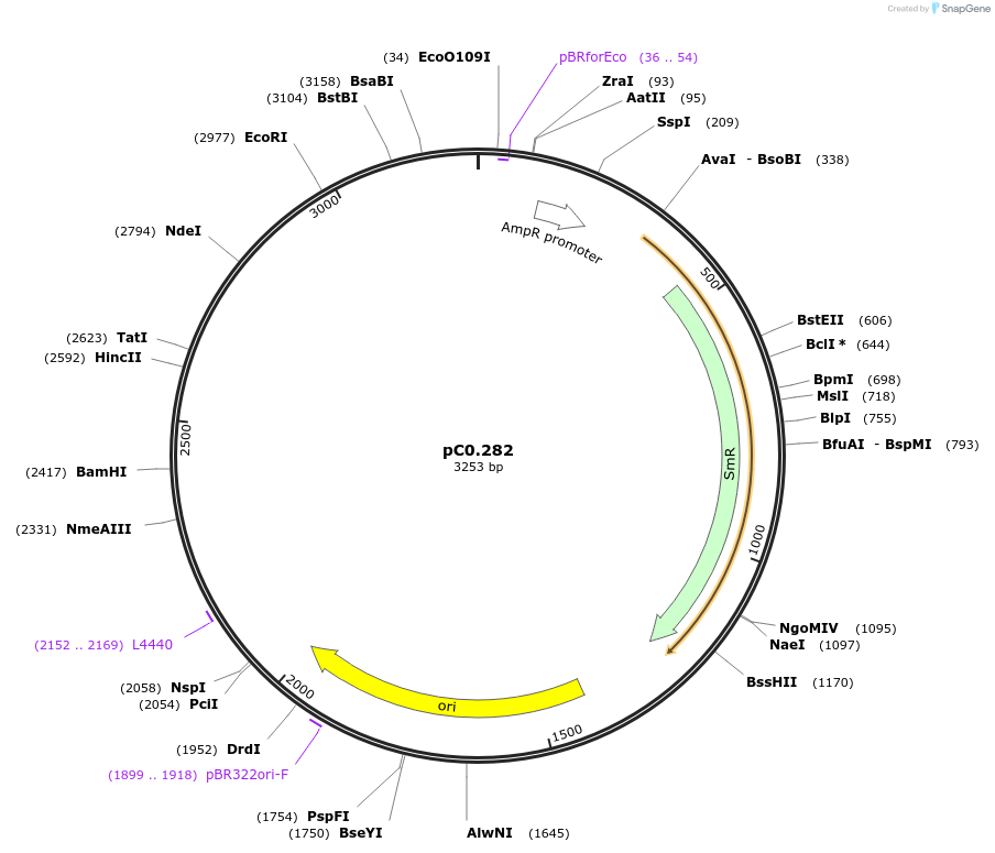 119648-plasmid-map-sequence-id-237231