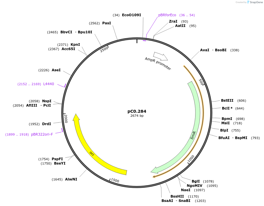 119650-plasmid-map-sequence-id-237233