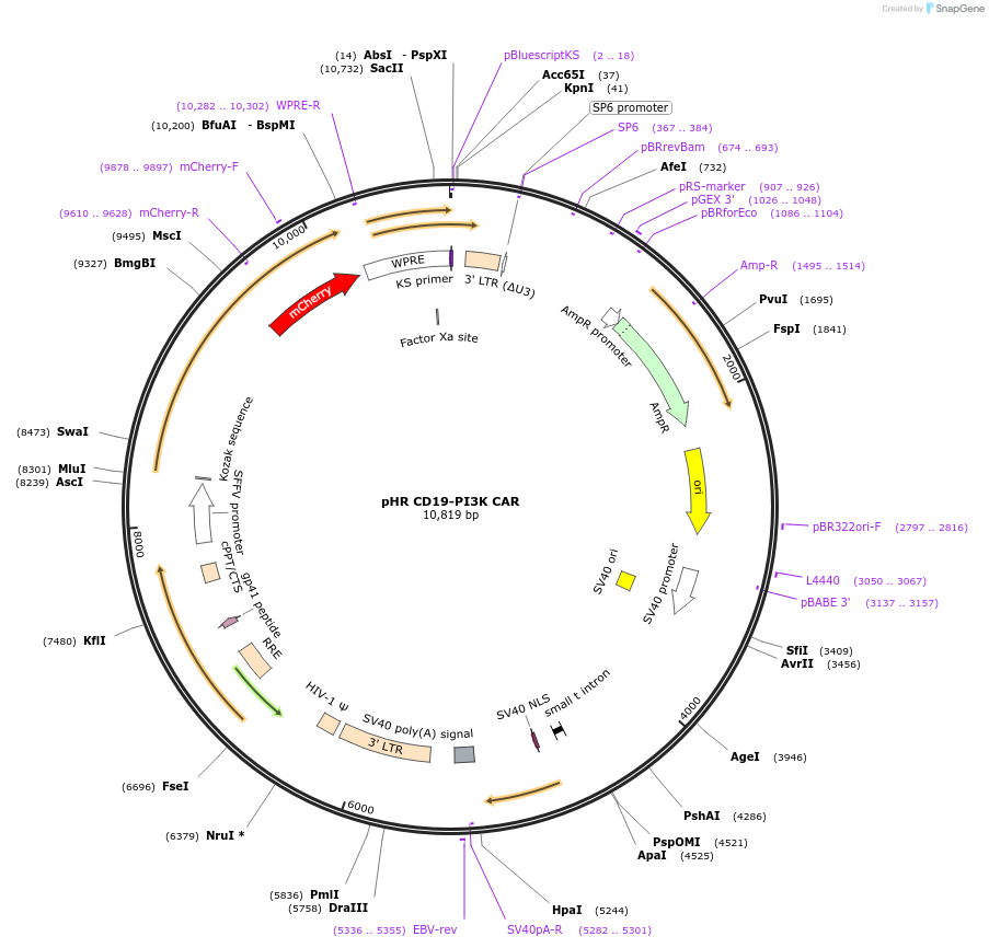 113018-plasmid-map-sequence-id-237235