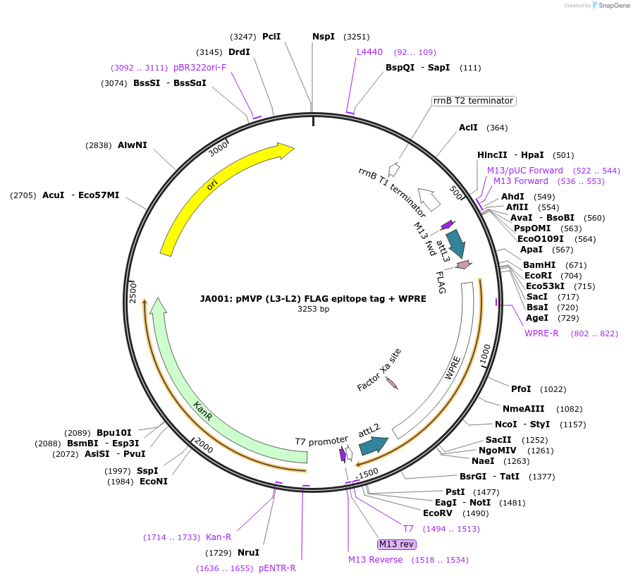 121758-plasmid-map-sequence-id-237239