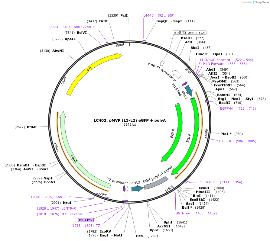 121763-plasmid-map-sequence-id-237246