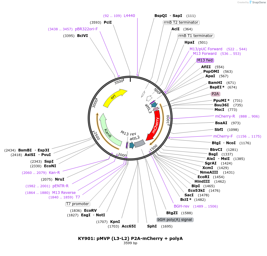 121766-plasmid-map-sequence-id-237260