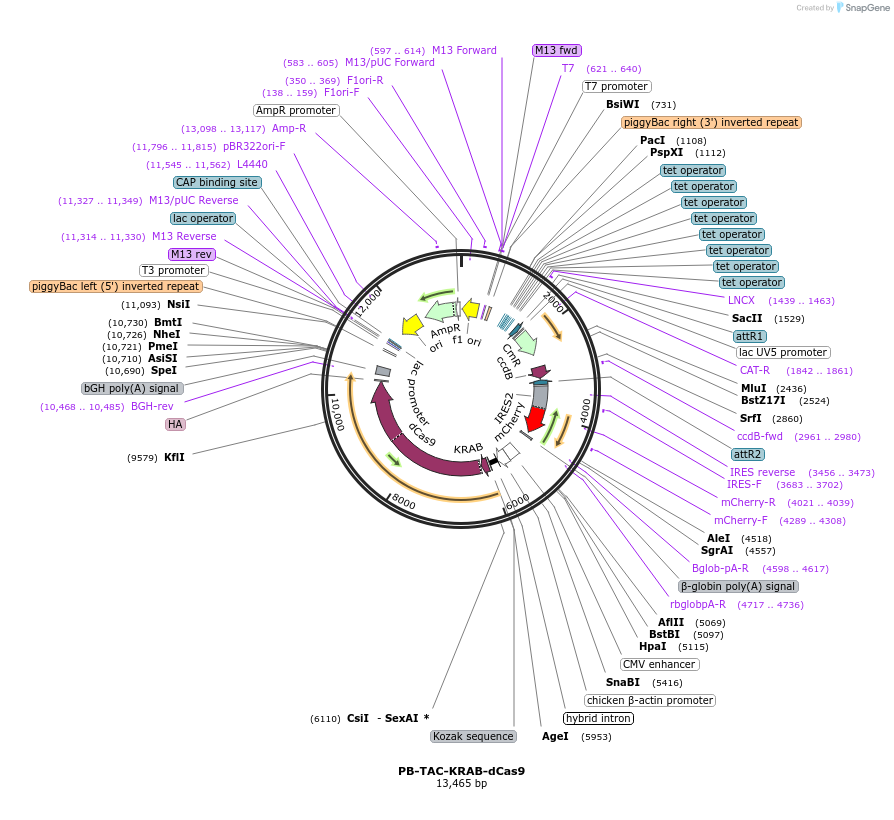 120355-plasmid-map-sequence-id-237262