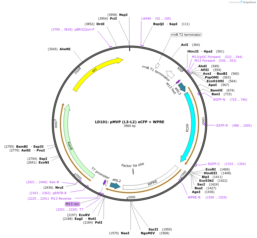 121775-plasmid-map-sequence-id-237271