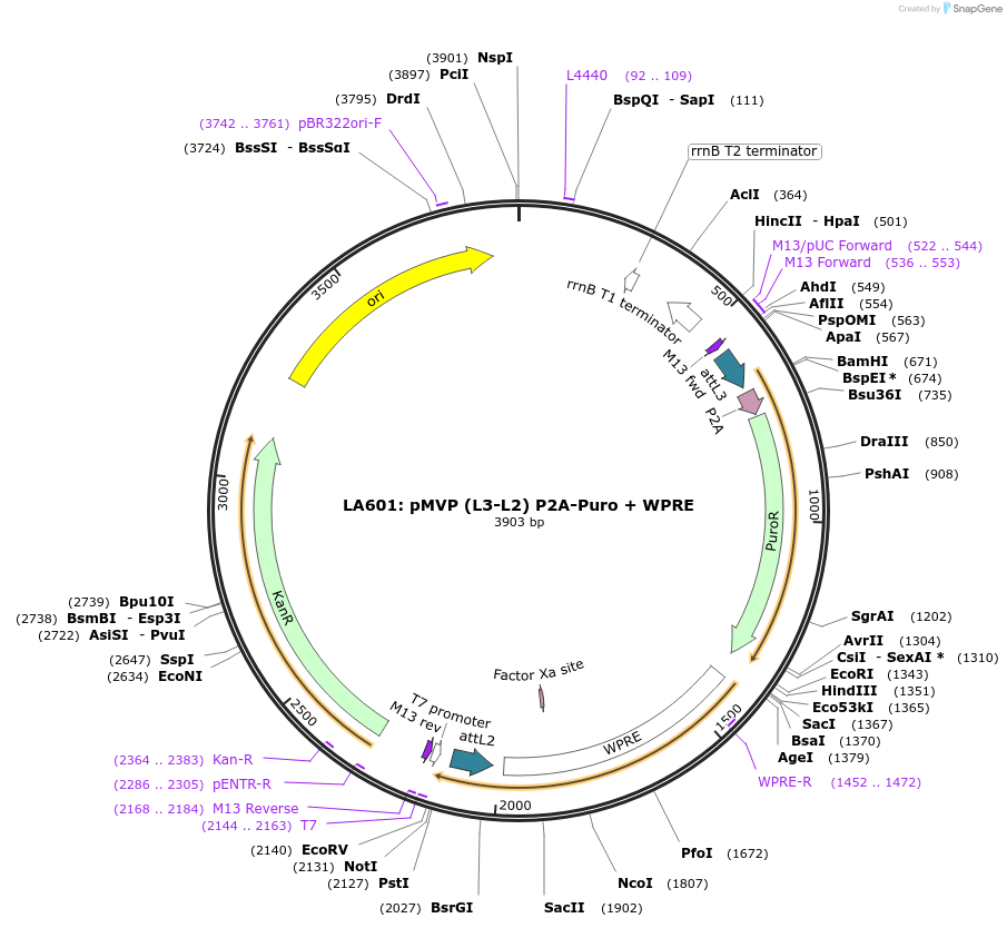 121785-plasmid-map-sequence-id-237283