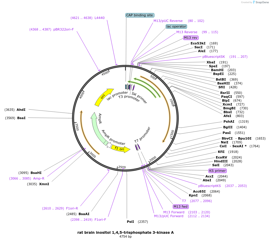 122155-plasmid-map-sequence-id-237286