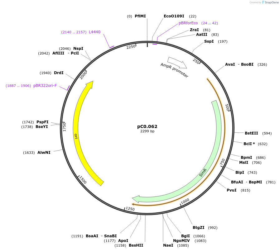 119651-plasmid-map-sequence-id-237293