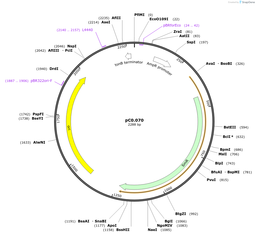119652-plasmid-map-sequence-id-237298