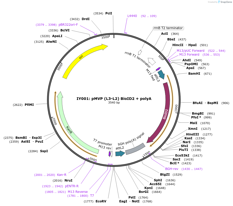 121795-plasmid-map-sequence-id-237299