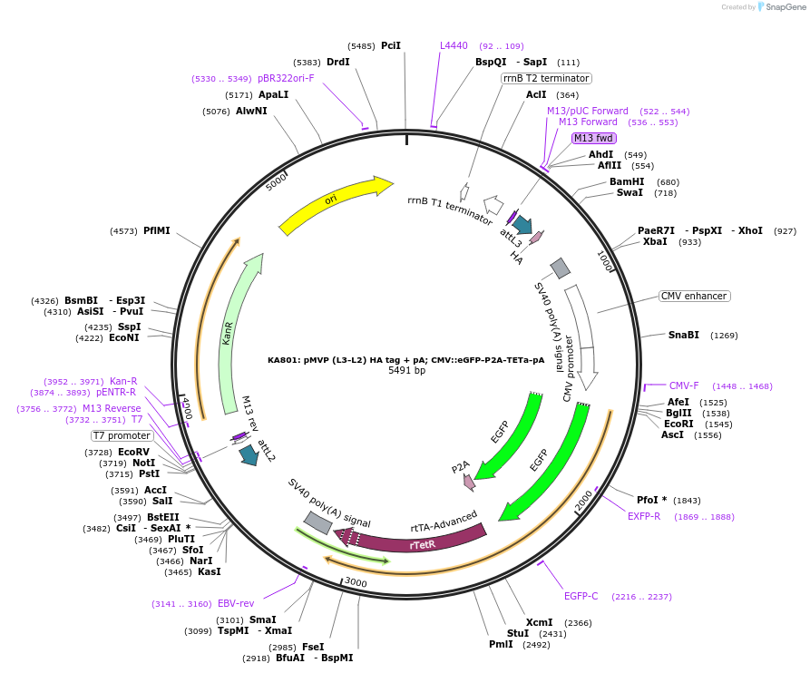 121800-plasmid-map-sequence-id-237308