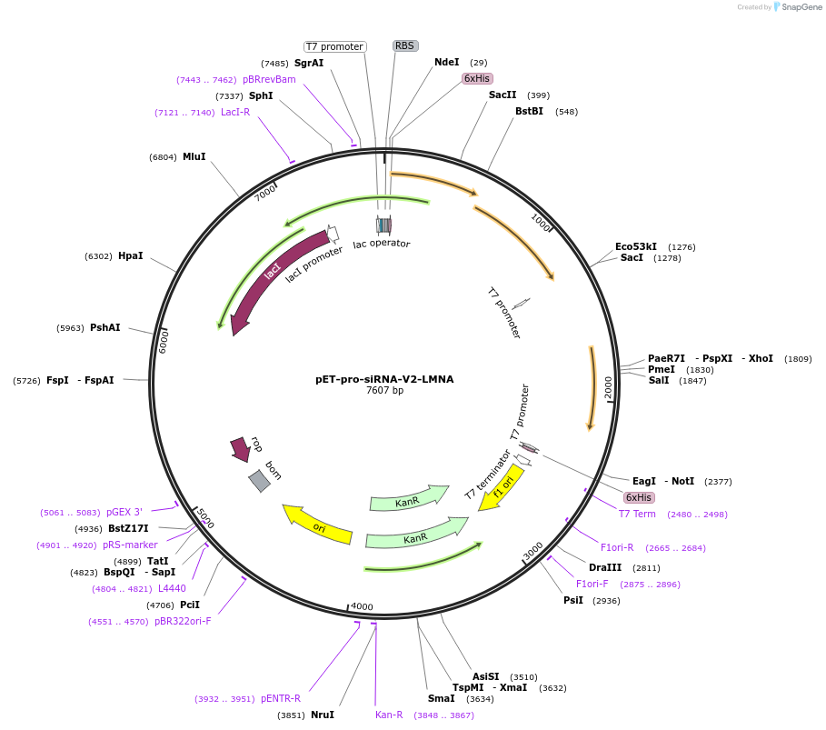 111088-plasmid-map-sequence-id-237311