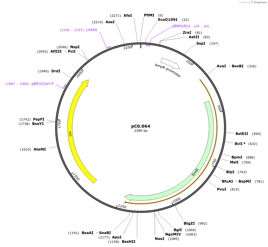 119655-plasmid-map-sequence-id-237337