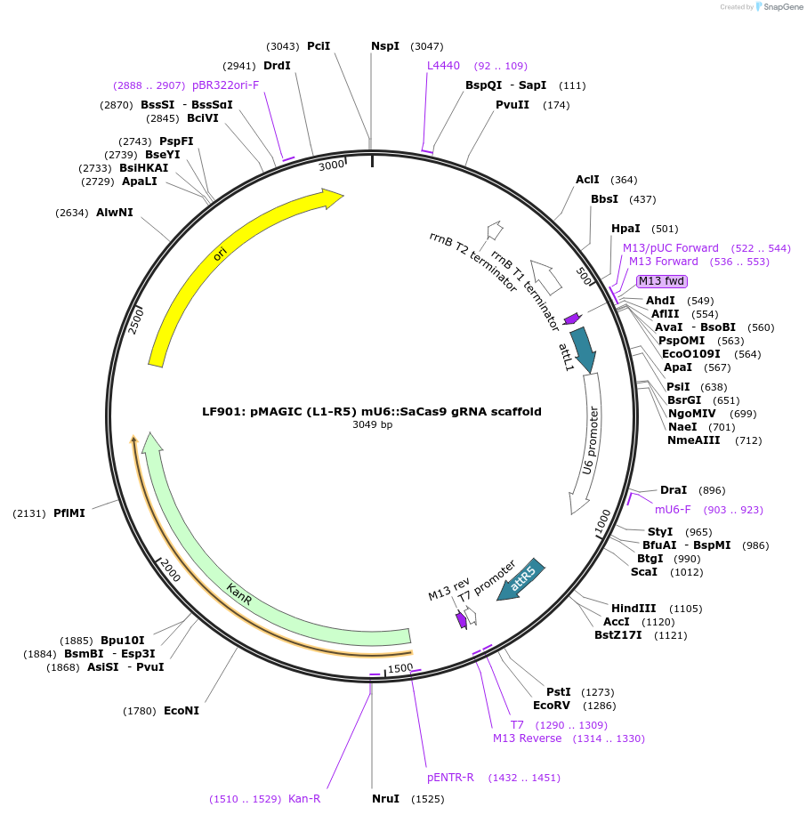 121811-plasmid-map-sequence-id-237356