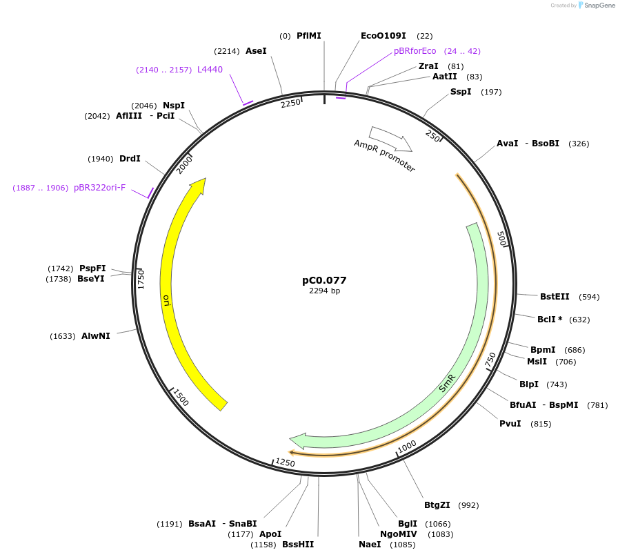 119656-plasmid-map-sequence-id-237357