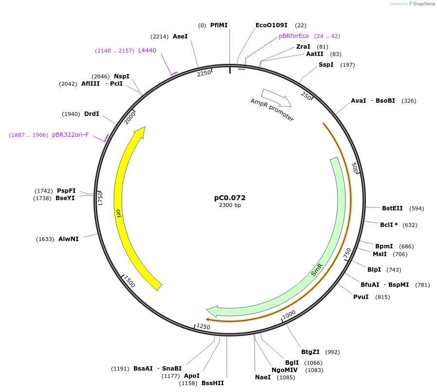 119657-plasmid-map-sequence-id-237359