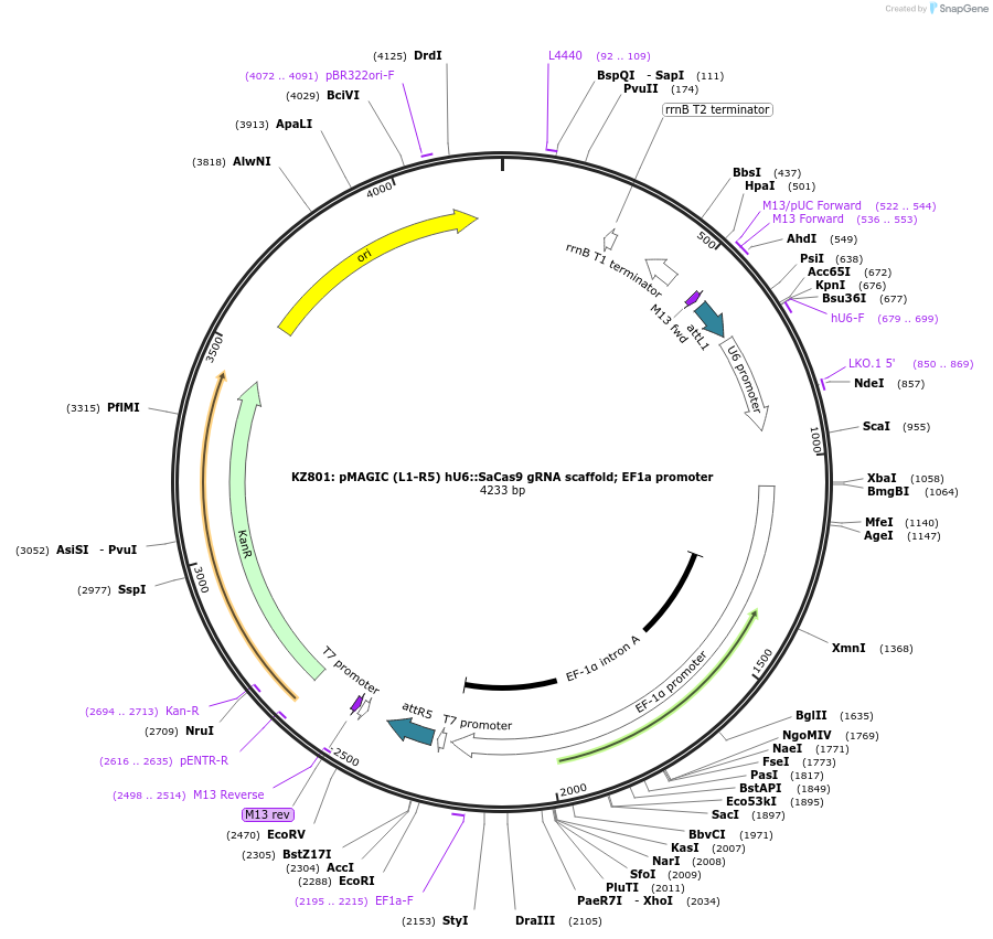 121814-plasmid-map-sequence-id-237361