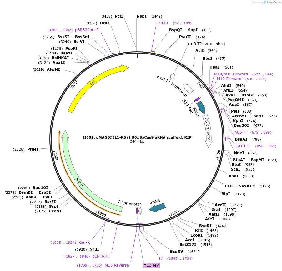 121815-plasmid-map-sequence-id-237362