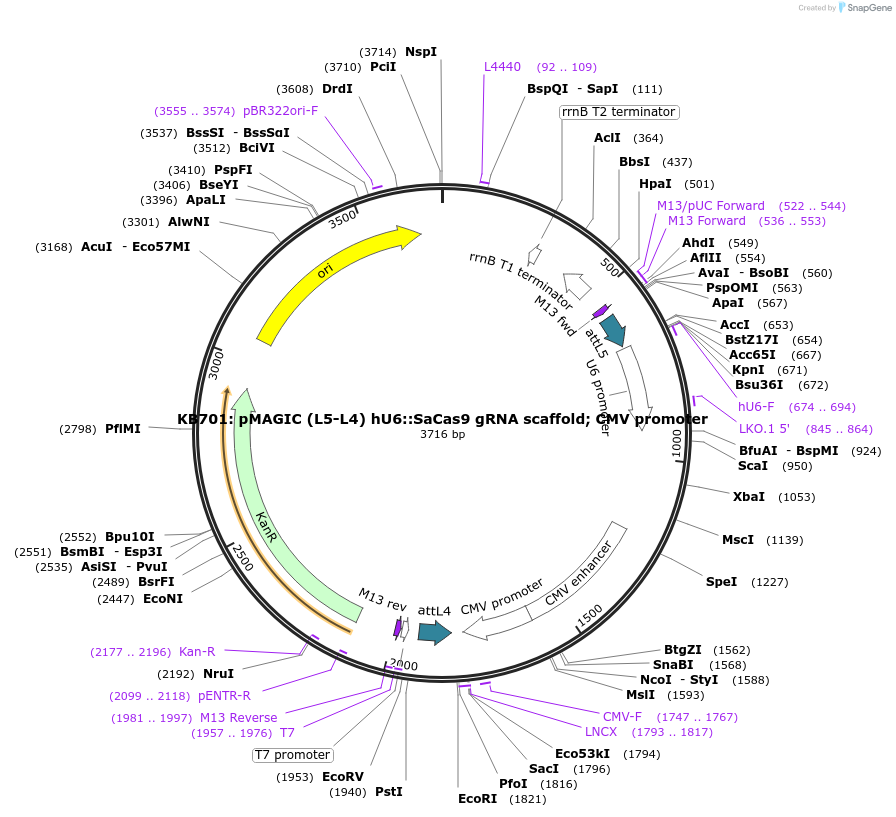 121818-plasmid-map-sequence-id-237367