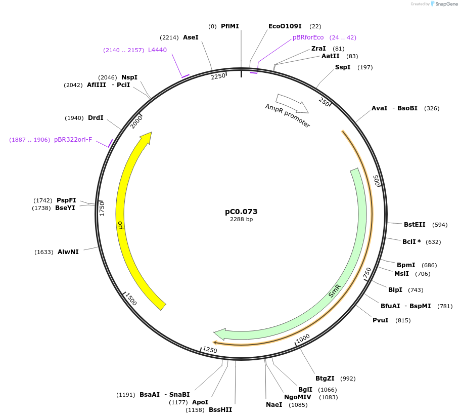 119660-plasmid-map-sequence-id-237369