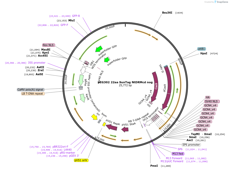 115488-plasmid-map-sequence-id-237370