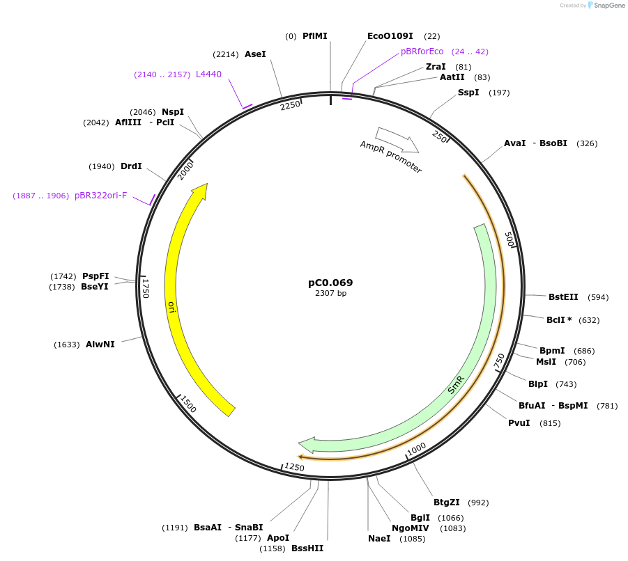 119661-plasmid-map-sequence-id-237372