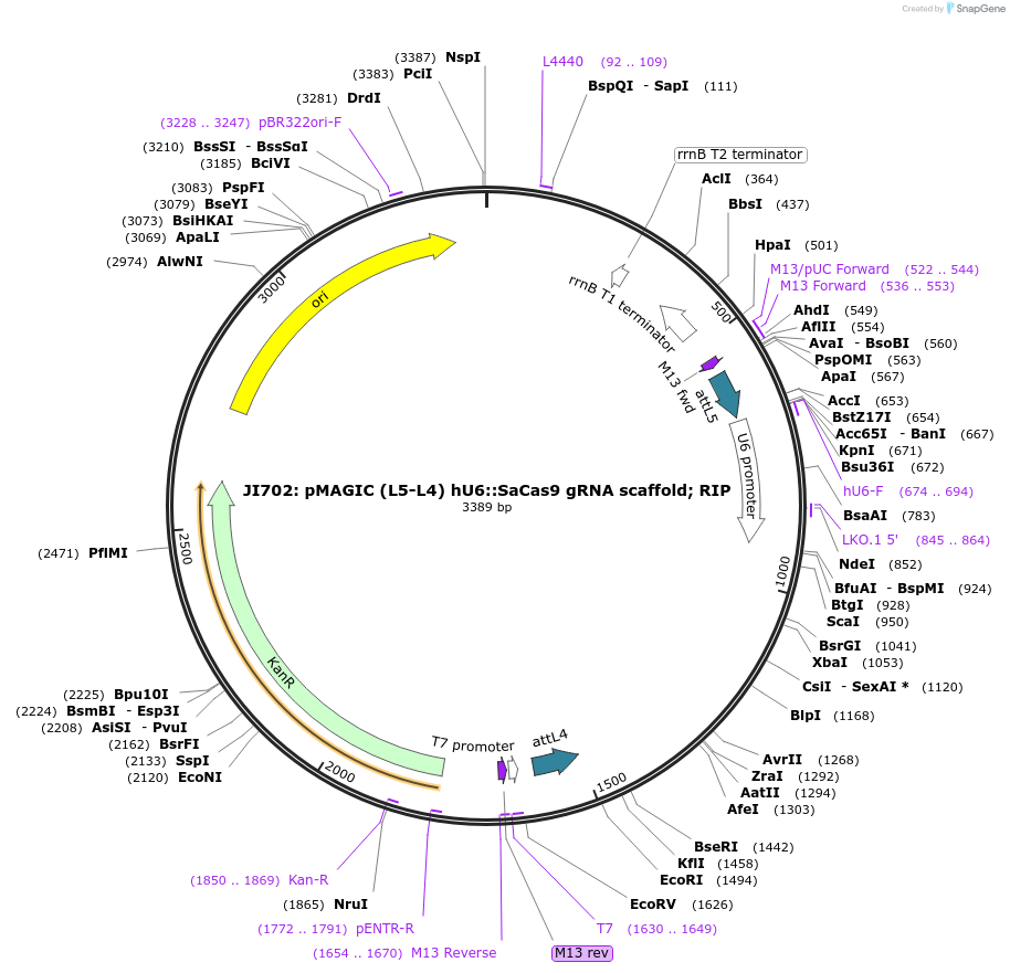 121820-plasmid-map-sequence-id-237373