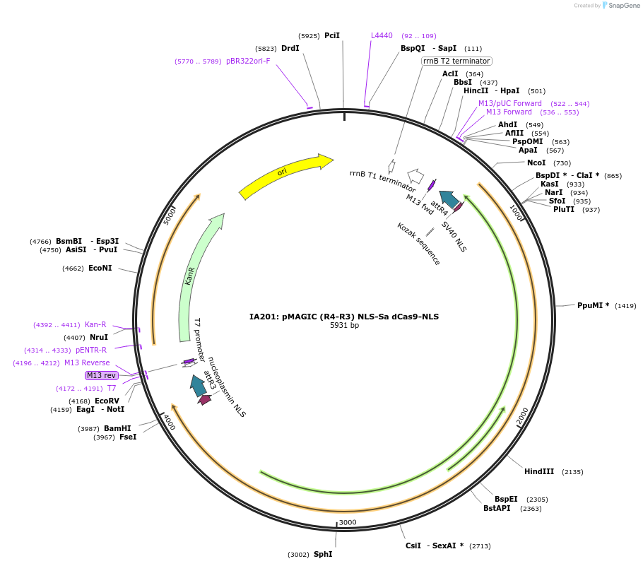 121821-plasmid-map-sequence-id-237374