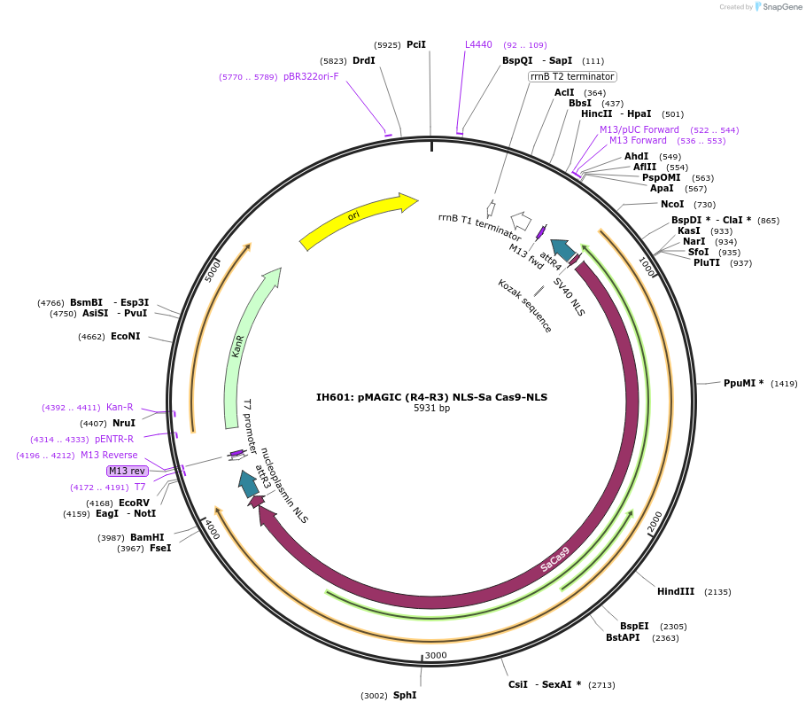 121827-plasmid-map-sequence-id-237381