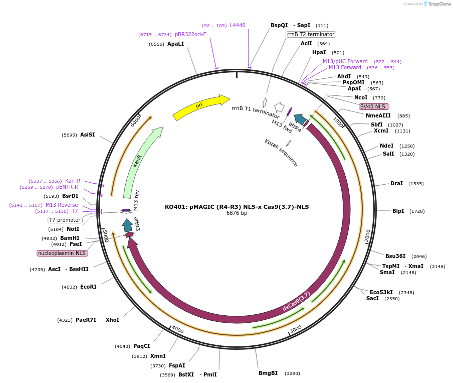 121834-plasmid-map-sequence-id-237388